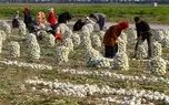 خرید توافقی پیاز کلید خورد خرید توافقی پیاز کلید خورد