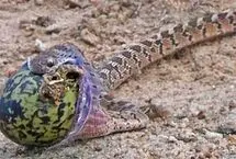  حمله‌ جسورانه مار تخم‌خوار به لانه خروس‌کلی 