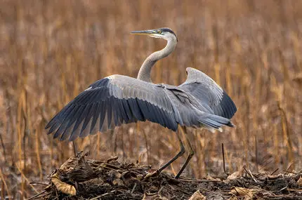 لحظه شکار یک گوفر توسط حواصیل آبی بزرگ در خشکی