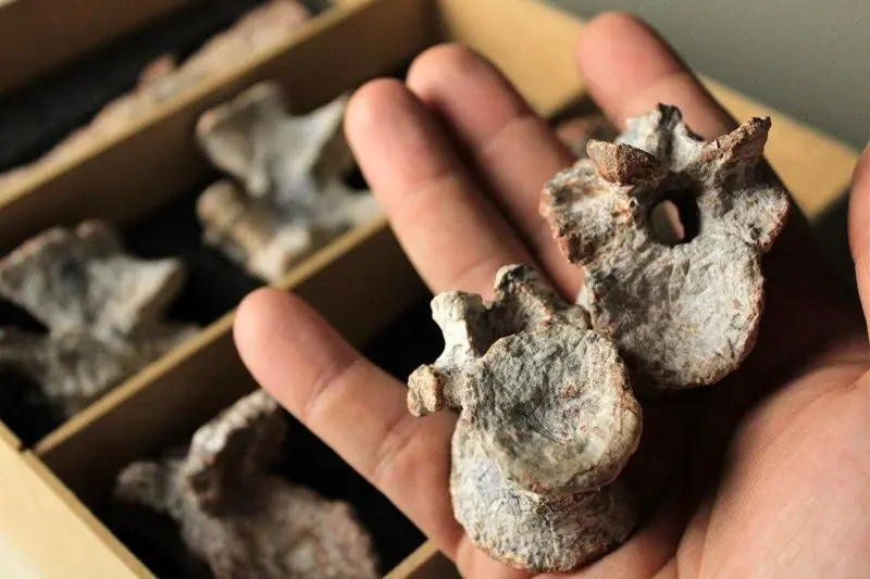 تینراکواسوکوس بلاتور