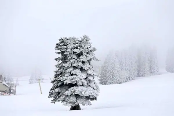 تصاویر؛ ارتفاع برف در ترکیه از نیم متر گذشت 