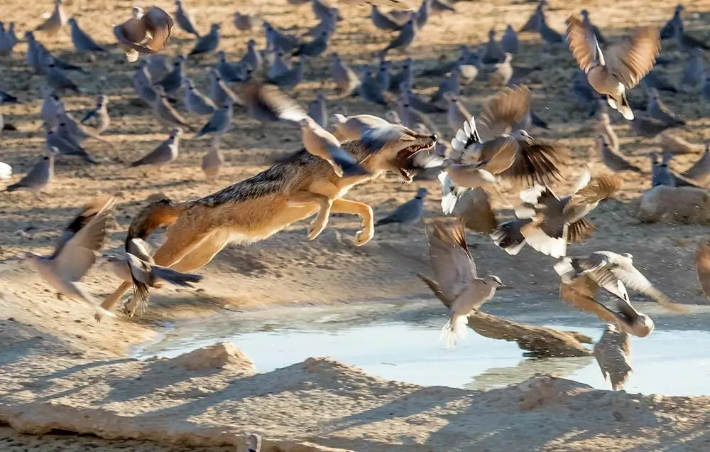  شکار برق‌آسای یک پرنده توسط شغال