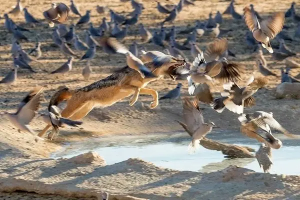  شکار برق‌آسای یک پرنده توسط شغال