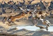  شکار برق‌آسای یک پرنده توسط شغال