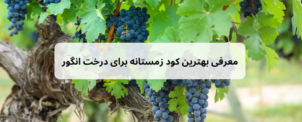 بهترین کود زمستانه برای درخت انگور