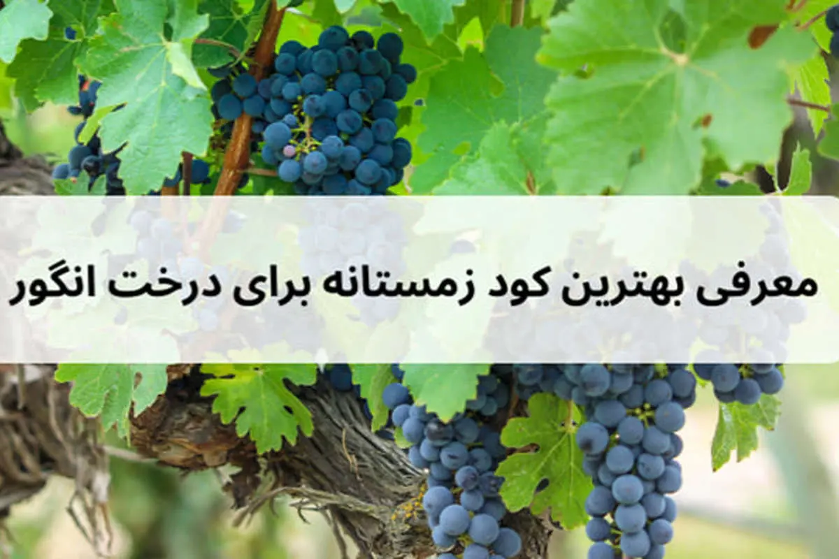 بهترین کود زمستانه برای درخت انگور