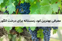 بهترین کود زمستانه برای درخت انگور
