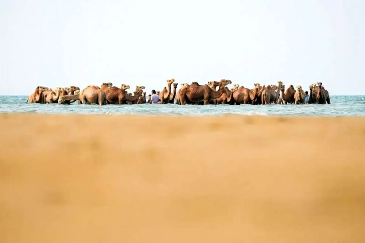 میخواهم شتر شوم!