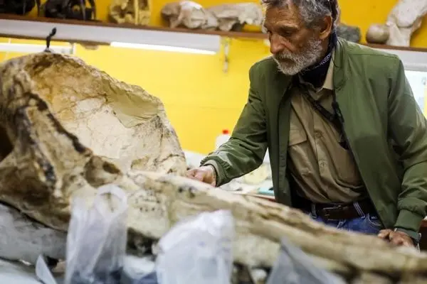 تصاویر؛ فسیل پرنده عظیم‌الجثه ۲۰ میلیون ساله 