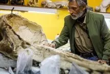 تصاویر؛ فسیل پرنده عظیم‌الجثه ۲۰ میلیون ساله 