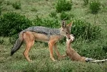 ببینید؛ تلاش غزال برای مقابله با شغال بی‌نتیجه ماند