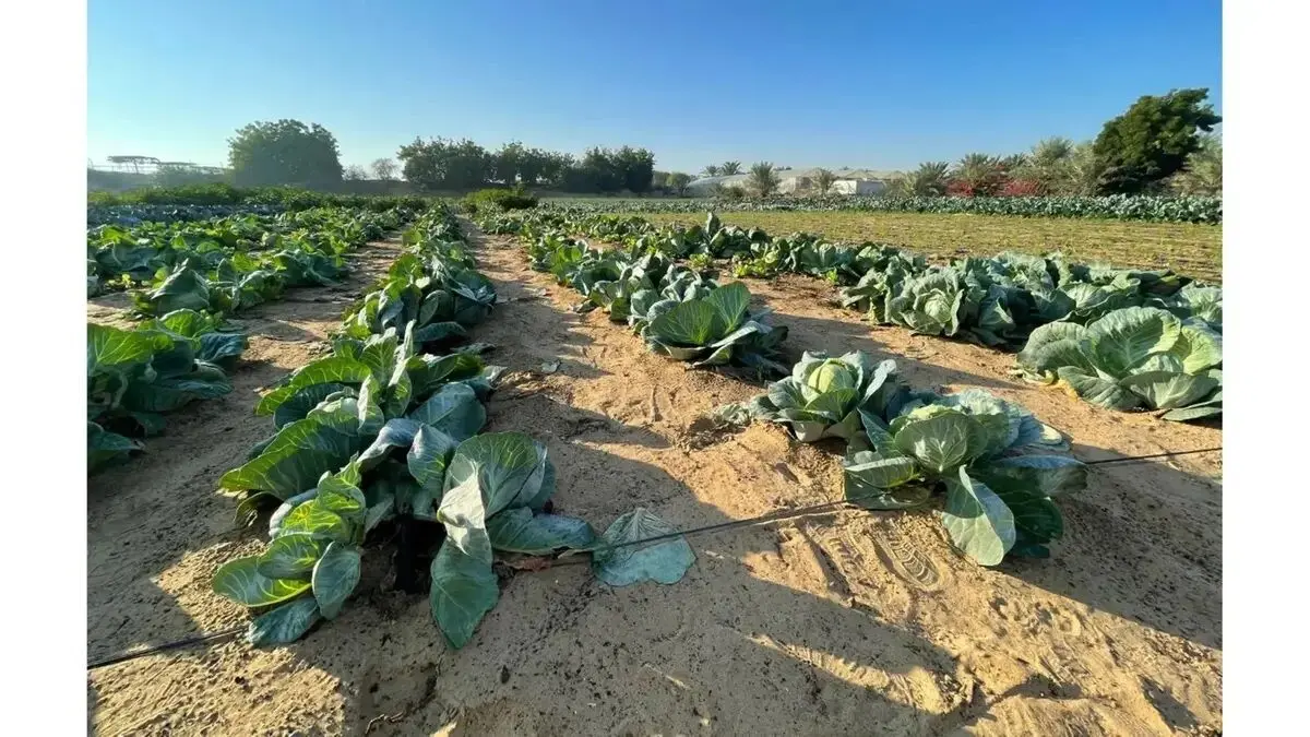 نابودی یک درخت ۵۰۰۰ ساله با یک اشتباه شوک آور