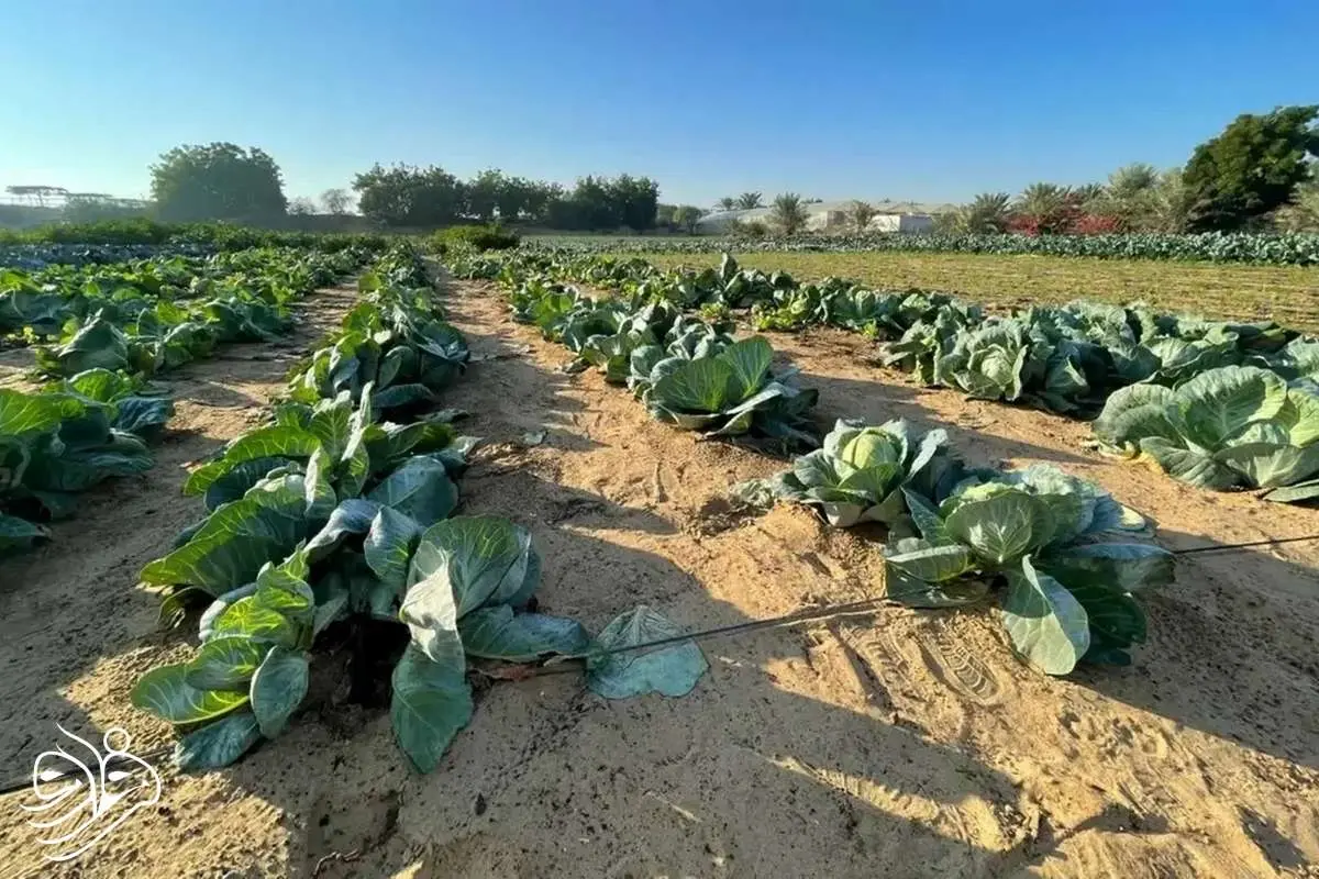 نابودی یک درخت ۵۰۰۰ ساله با یک اشتباه شوک آور