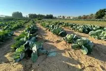 نابودی یک درخت ۵۰۰۰ ساله با یک اشتباه شوک آور