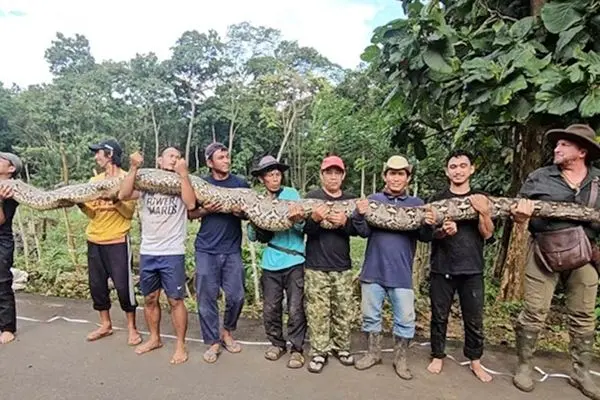  طولانی‌ترین مار وحشی جهان 