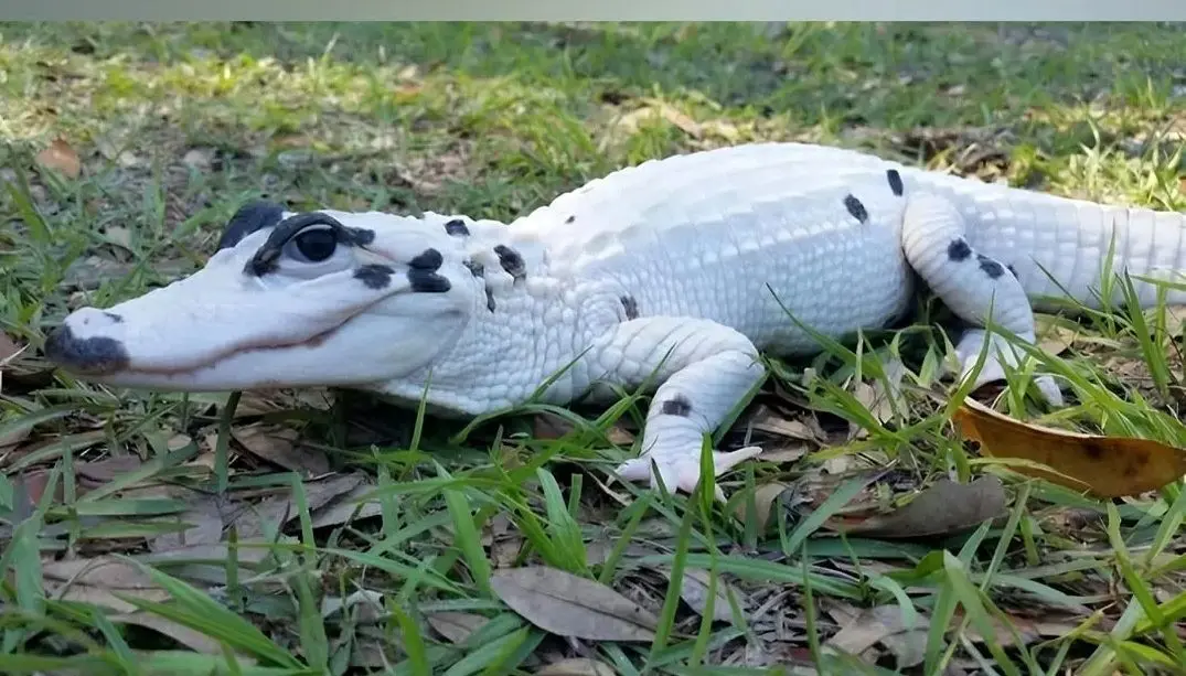 عکس؛ تمساح سفید نادر با چشمان آبی خیره‌کننده