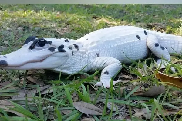 عکس؛ تمساح سفید نادر با چشمان آبی خیره‌کننده