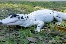 عکس؛ تمساح سفید نادر با چشمان آبی خیره‌کننده