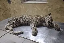 تلف‌شدن پلنگ ایرانی در مشهد