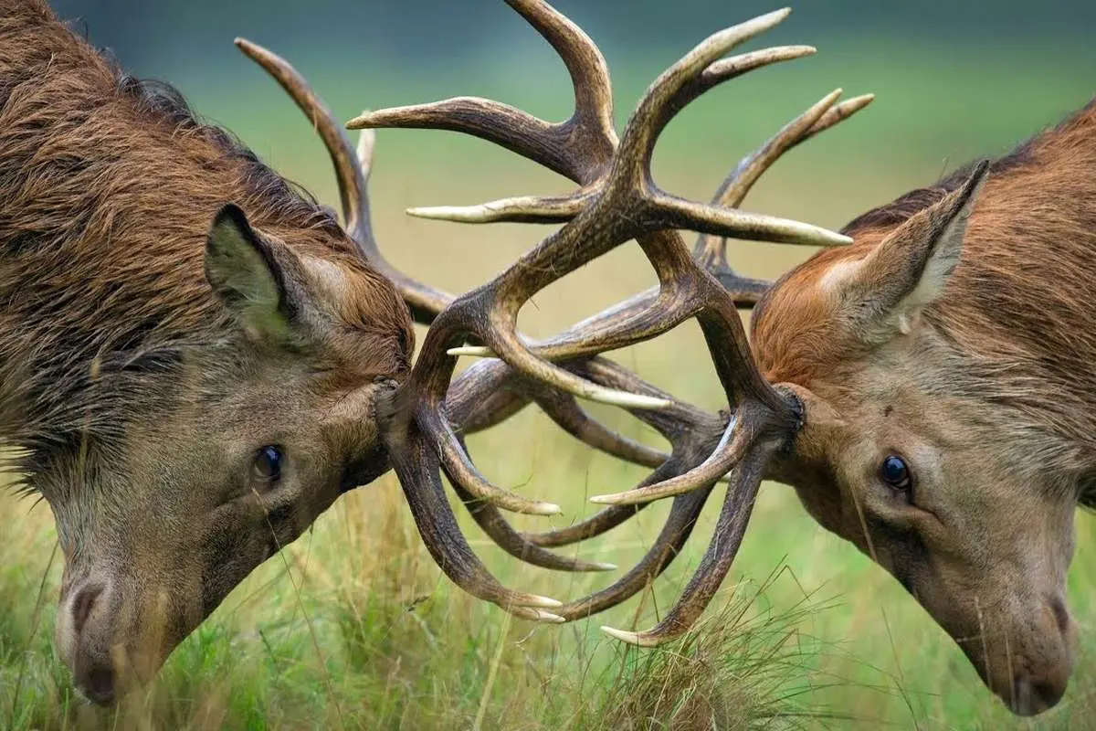 عکس؛ چشم بیرون‌زده یک گوزن در نبرد مرگبار فصل جفت‌گیری