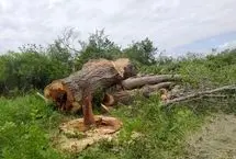  فاجعه درخت‌کُشان در هرمزگان به بهانه کاهش خطر سیل!