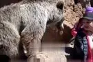 سیلی زدن خرس به یک دختر در مشکین‌شهر
