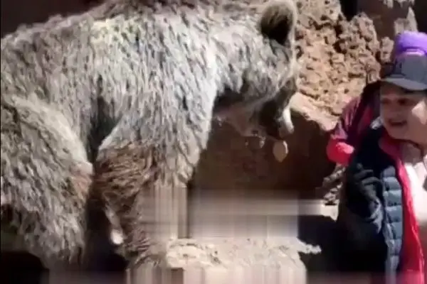 سیلی زدن خرس به یک دختر در مشکین‌شهر

