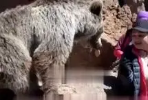 سیلی زدن خرس به یک دختر در مشکین‌شهر
