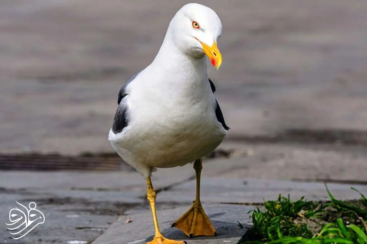 مرغان دریایی لحن خشمگین انسان را درک می‌کنند!