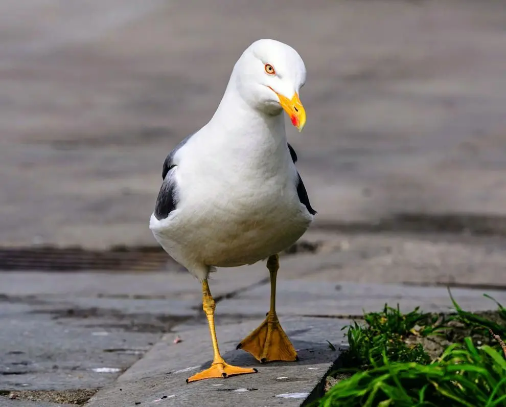 مرغان دریایی لحن خشمگین انسان را درک می‌کنند!