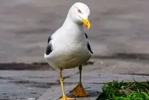 مرغان دریایی لحن خشمگین انسان را درک می‌کنند!