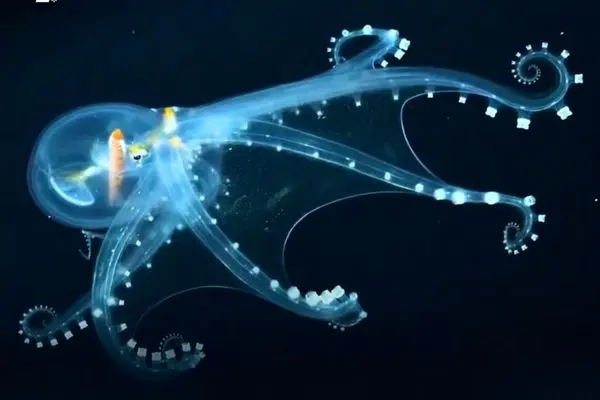 اختاپوس شیشه‌ای؛ موجودی شفاف از اعماق تاریک اقیانوس‌ها