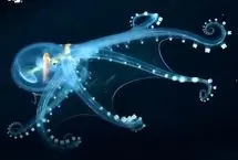 اختاپوس شیشه‌ای؛ موجودی شفاف از اعماق تاریک اقیانوس‌ها