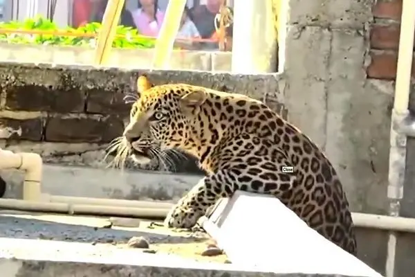 زمین‌گیر شدن پلنگ پس از حمله به ۷ نفر در منطقه مسکونی