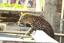 زمین‌گیر شدن پلنگ پس از حمله به ۷ نفر در منطقه مسکونی