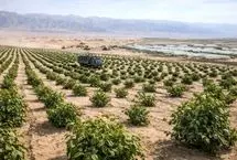 کاشت لاستیک در دل شوره‌زارهای چین!