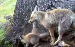 ببینید؛ خانواده روباه معمولی در ارتفاعات پارک ملی کیاسر ببینید؛ خانواده روباه معمولی در ارتفاعات پارک ملی کیاسر