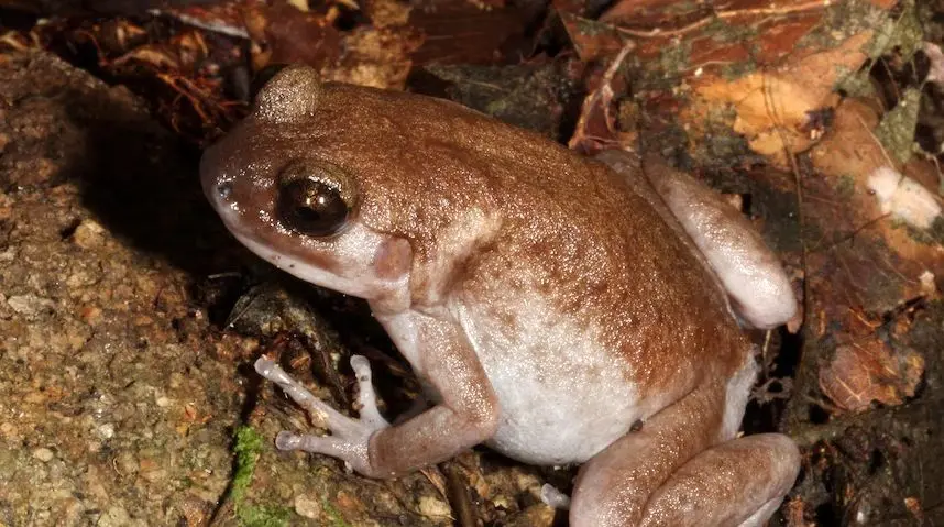 کشف سه قورباغه و یک گکوی ناشناخته در جزیره‌ای ممنوعه