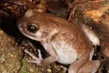 کشف سه قورباغه و یک گکوی ناشناخته در جزیره‌ای ممنوعه