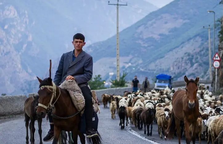 تصاویر؛ جاده چالوس در تسخیر گوسفندان