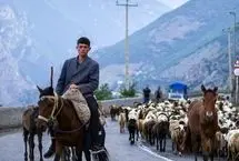 تصاویر؛ جاده چالوس در تسخیر گوسفندان