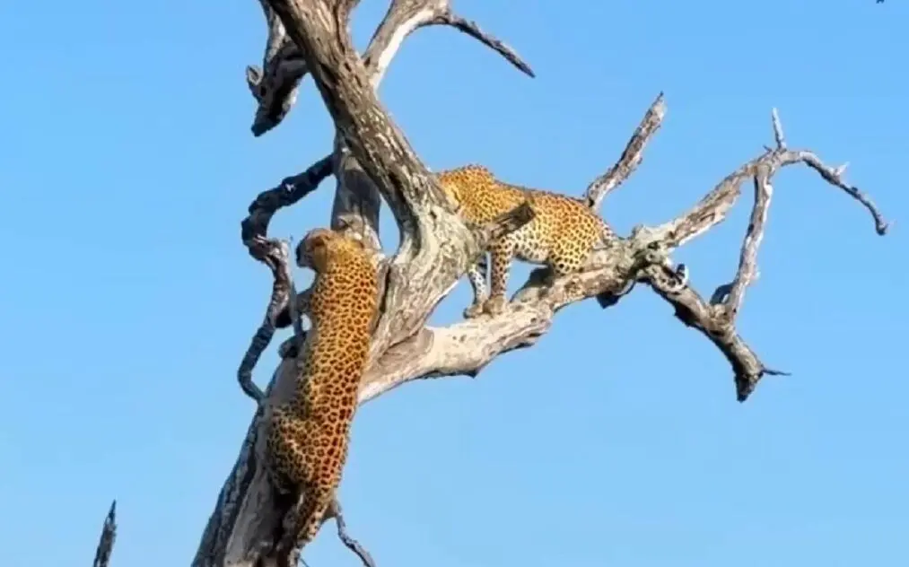 نبرد نفس‌گیر پلنگ‌ها روی درخت خشکیده