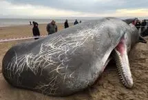 کشف لاشه یک نهنگ عنبر در شمال غزه