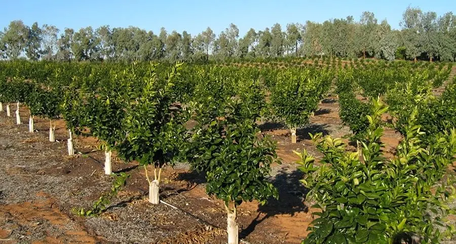 تبدیل محل تخریب ۶۴ ویلای مجلل غیرمجاز به باغ مرکبات