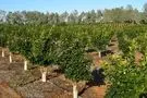 تبدیل محل تخریب ۶۴ ویلای مجلل غیرمجاز به باغ مرکبات