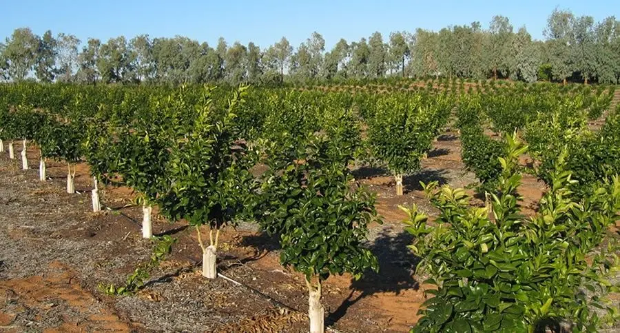 تبدیل محل تخریب ۶۴ ویلای مجلل غیرمجاز به باغ مرکبات