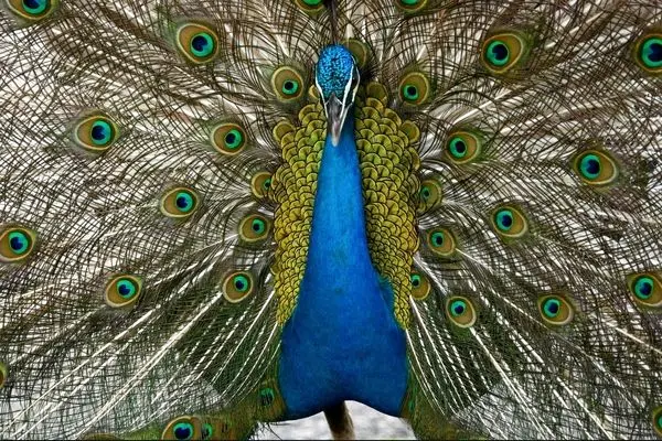 تصاویر؛ از نجات اورانگوتان تا تولد نهنگ‌ها؛ نگاهی به شگفتی‌های دنیای حیات وحش
