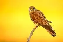 ببینید؛ فرار یک سار از چنگال دلیجه