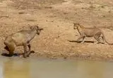 ورود غافلگیرکننده گاومیش برای نجات گوساله