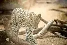 مشاهده یک پلنگ تشنه در ارتفاعات فیروزکوه